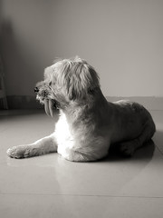 Cute lhasa apso dog posing at home - 187173423