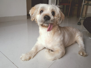 Naklejka na ściany i meble Cute lhasa apso dog posing at home