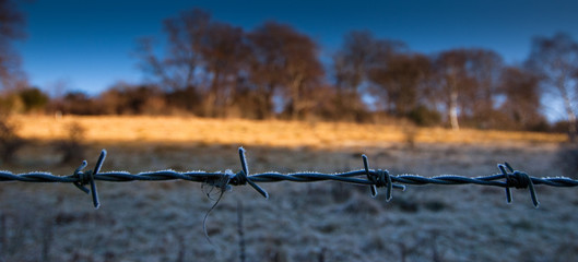 Frost on a Barbed Wire Fence