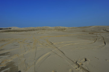 Dry desert landscape of trees