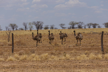Fototapeta na wymiar Australian Emus