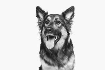 beautiful dog isolated on white