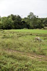 Obraz premium Santiago City Sightseeing, Road and city view, Rice Fields,Philippines.