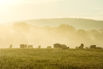 Fototapeta premium Cows in the Misty Morning Sunrise