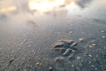 Starfish in the sand with sunset reflection