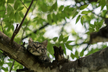 Fototapeta premium Kitten cat in tree above - Looking up 1