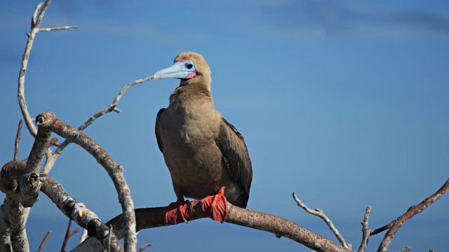red-footed booby perched on a branch at isla genovesa in the galalagos islands, ecuador