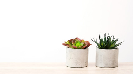 Succulent plants on wood table over white cement wall background, template with copy space