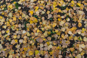 Birchwood foliage