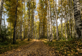Birchwood