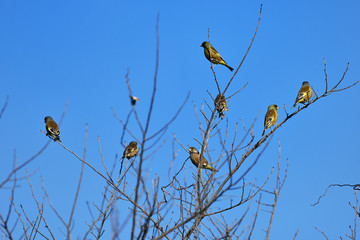 カワラヒワの群れ