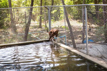 Thai dog  in the garden