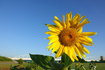 ひまわりと多摩川大橋_760