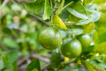 Lime Tree in the garden
