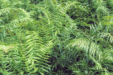 Ferns tropical green leaves foliage,floral natural background.spring and summer nature backdrop
