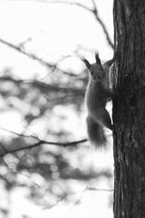 Siberian squirrel on a tree trunk in a winter forest