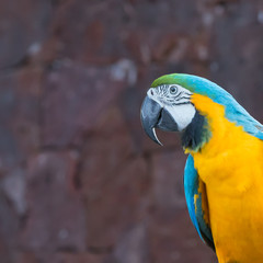 Portrait of blue-yellow parrot macaw