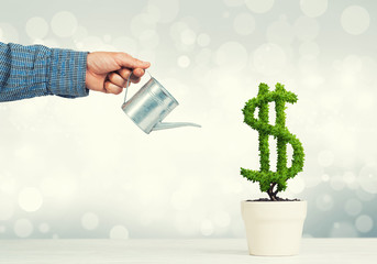 Concept of investment income and growth with money tree in pot