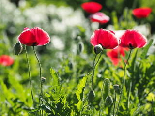 Beautiful red poppy field bright against sunlight
