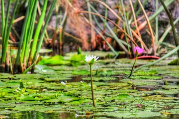 Flowers in pond