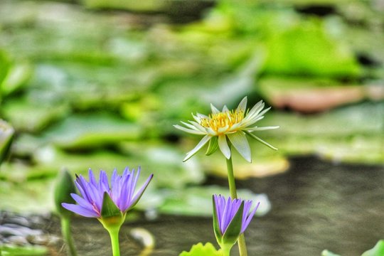 Flowers inside the pond