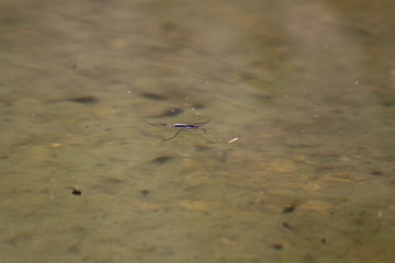 Teichläufer