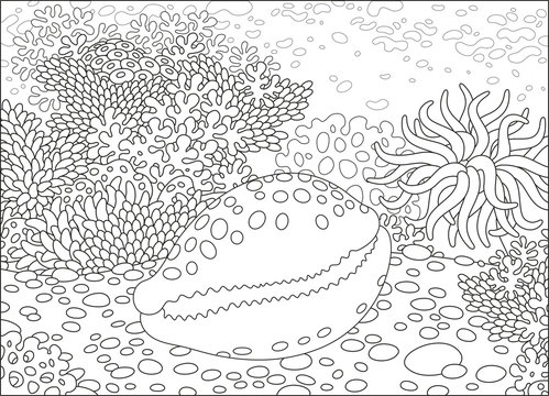 A spotted shell on a coral reef in a tropical sea, a black and white vector illustration in cartoon style for a coloring book