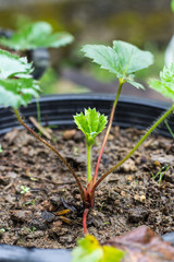 Strawberry seedling on soil in plastic pot.