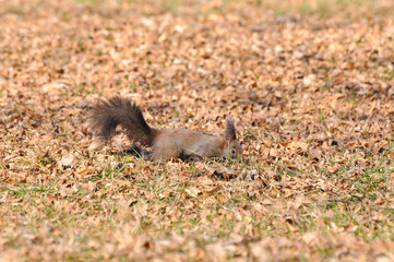 Squirrel looking for food on the ground in the spring after a long winter