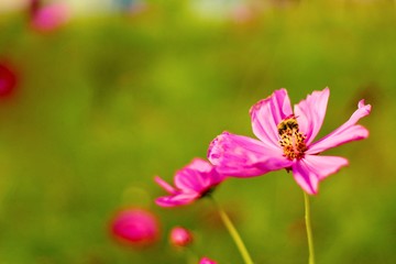 Fototapeta premium 花と蜂