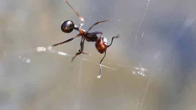 Ant trapped in spider web
