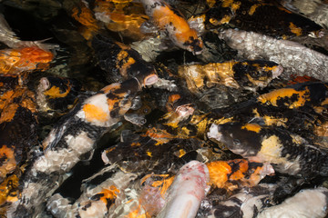 Obraz premium Koi or Fancy Carp
