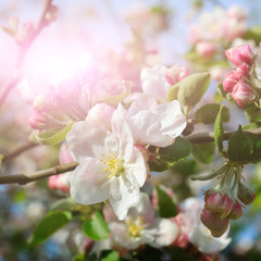 Flowers of an apple tree in the rays of a bright sun. Shallow depth of field.