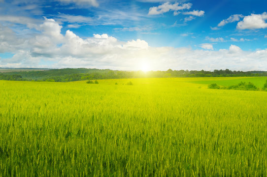 Green field and sun rise in the blue sky.
