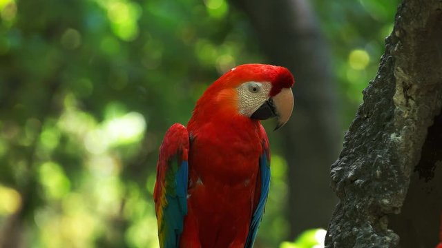 close up of a scarlet macaw in a park in ecuador