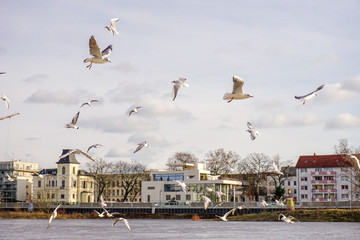 Elbe in Magdeburg