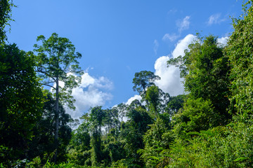 Danum Valley in Sabah 2, Malaysian Borneo