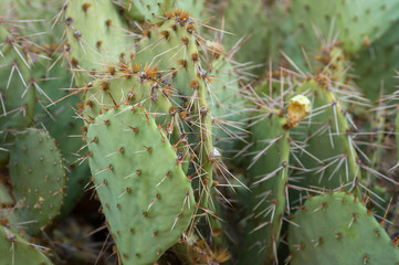 Prickly Pear Cactus