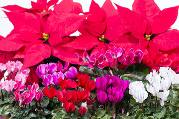 ポインセチアをバックに各色のシクラメンの花花