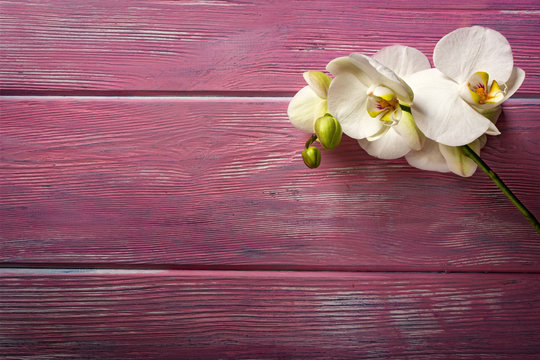 White Orchid on pink wooden background