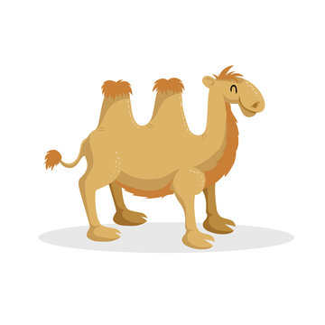 Cartoon trendy design bactrian camel. African desert animal. Wildlife and zoo vector illustration icon.