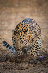 A male leopard from jhalana forest reserve, jaipur