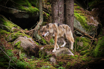 Wolf on the rock.