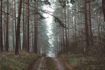 Obraz premium Forest road. Misty forest landscape. Beautiful forest morning. Travellers paradise.