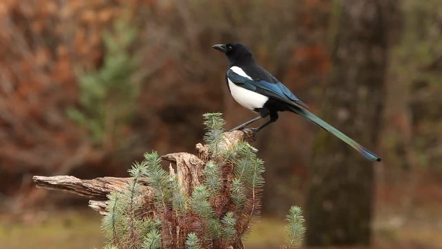 Common magpie. Pica pica