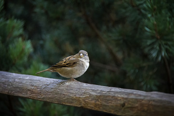Sparrow on banister.