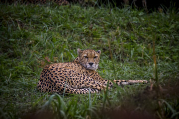 Angry cheetah lying on the grass.