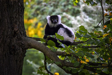 Red Ruffed Lemur on the branch. Autumn mood.