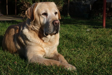     Beautiful Labrador posing 
