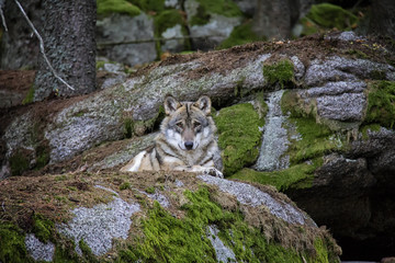 Fototapeta premium Wolf lying on the rock